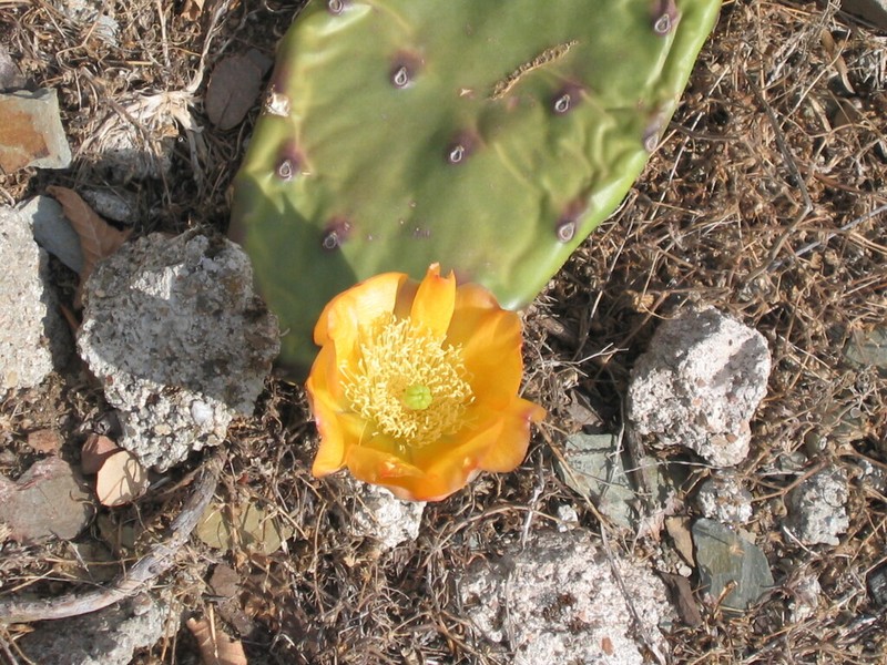 Opuntia bonaerensis photo 3