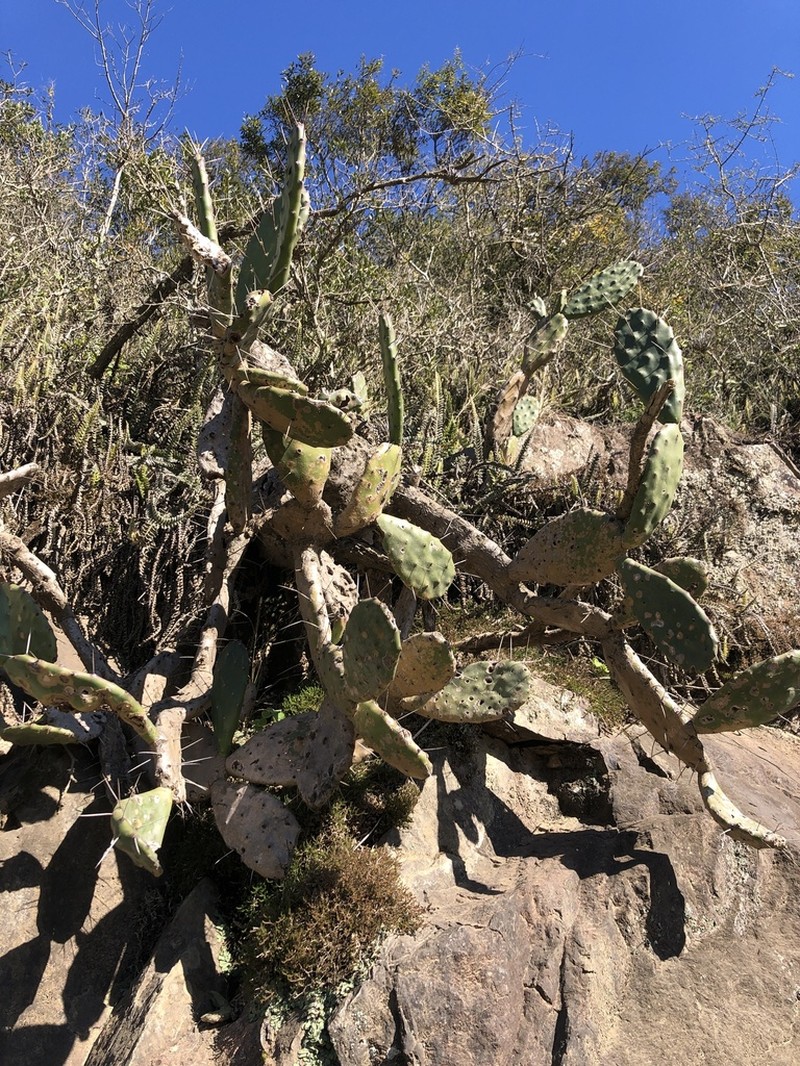 Opuntia bonaerensis photo 4