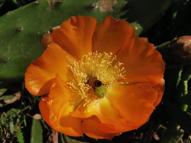 Opuntia bonaerensis photo 5