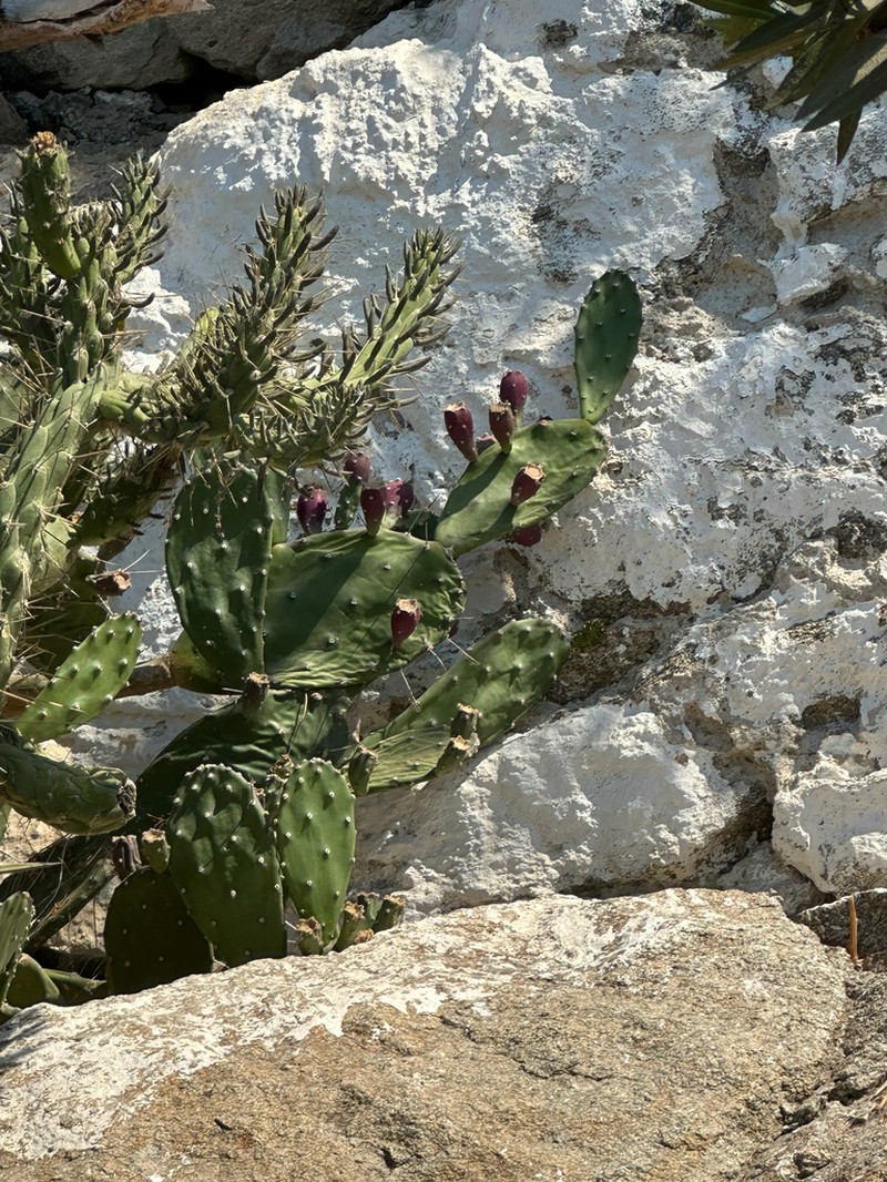 Opuntia bonaerensis photo 6