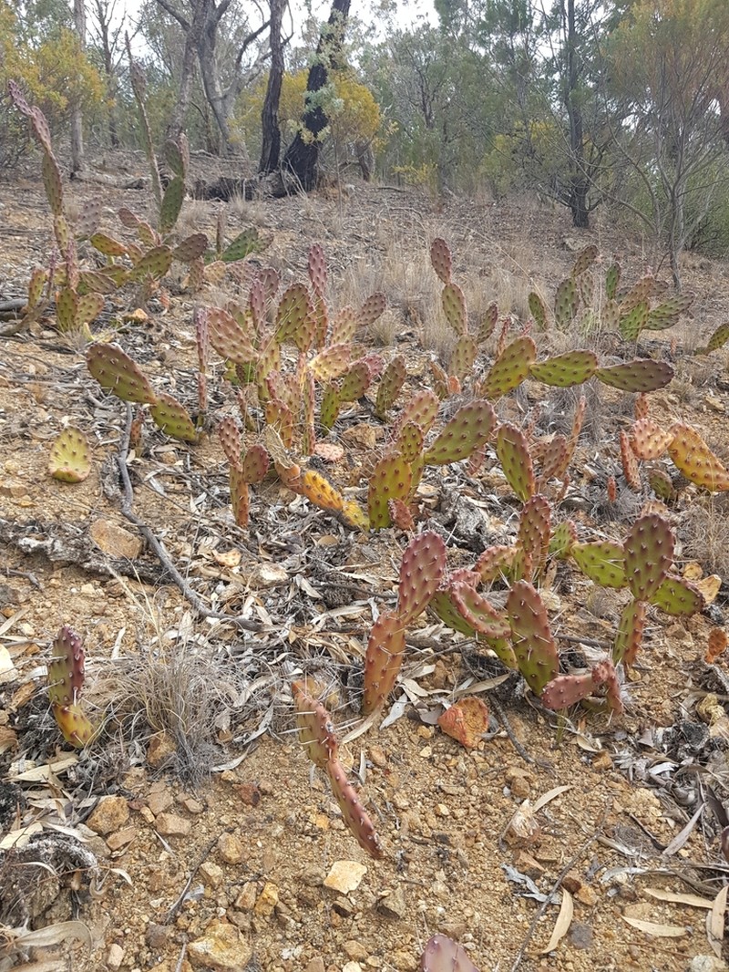 Opuntia bonaerensis photo 7