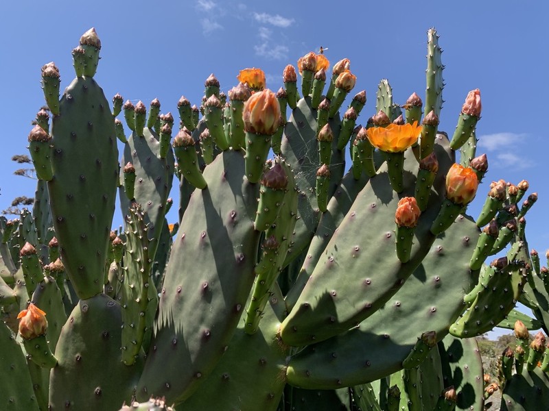 Opuntia bonaerensis photo 8
