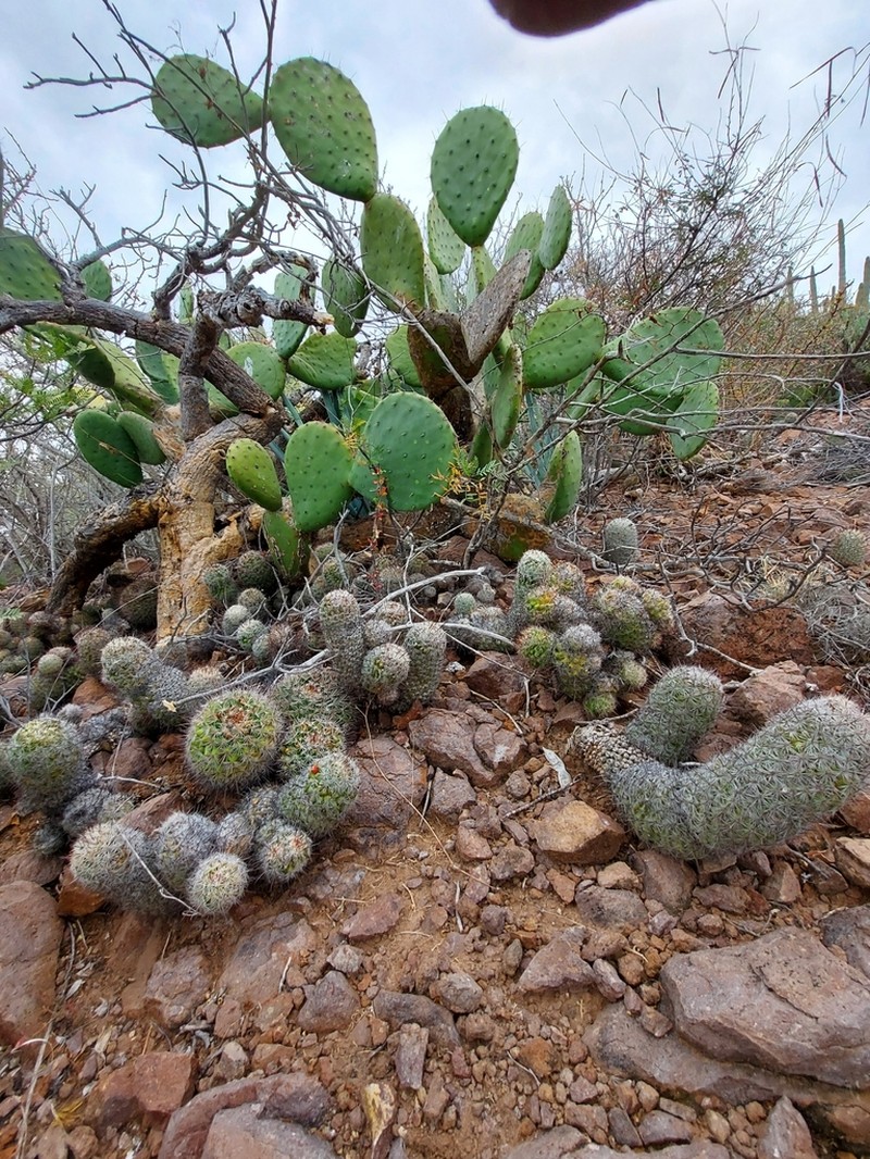 Opuntia bravoana