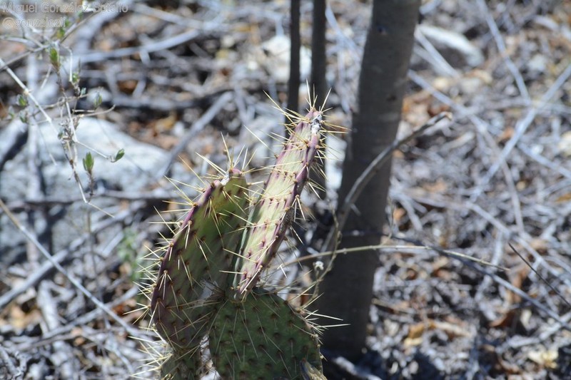 Opuntia bravoana photo 2
