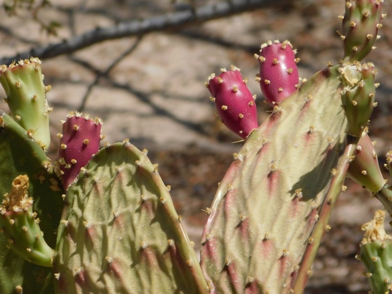 Opuntia bravoana photo 3