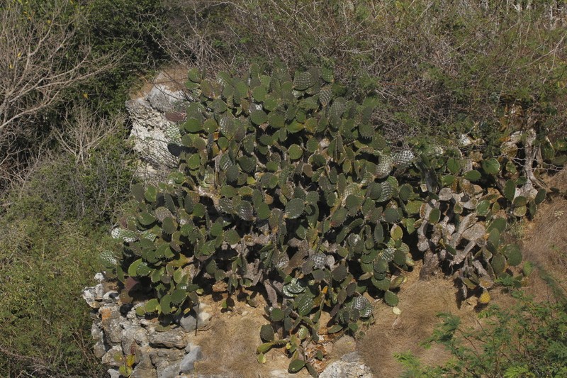 Opuntia bravoana photo 4