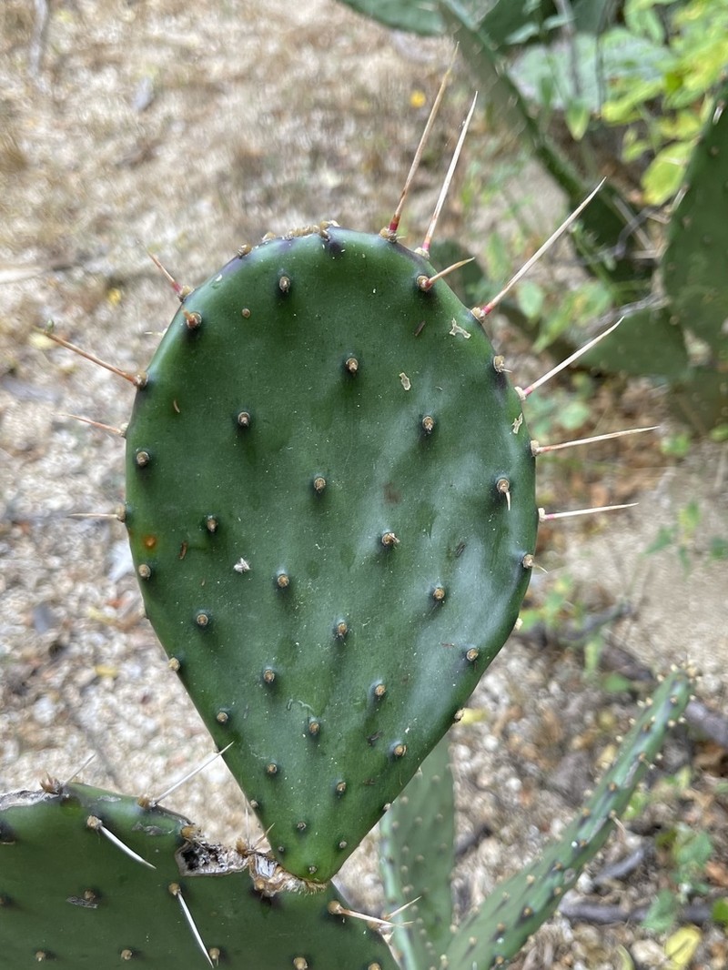 Opuntia bravoana photo 5