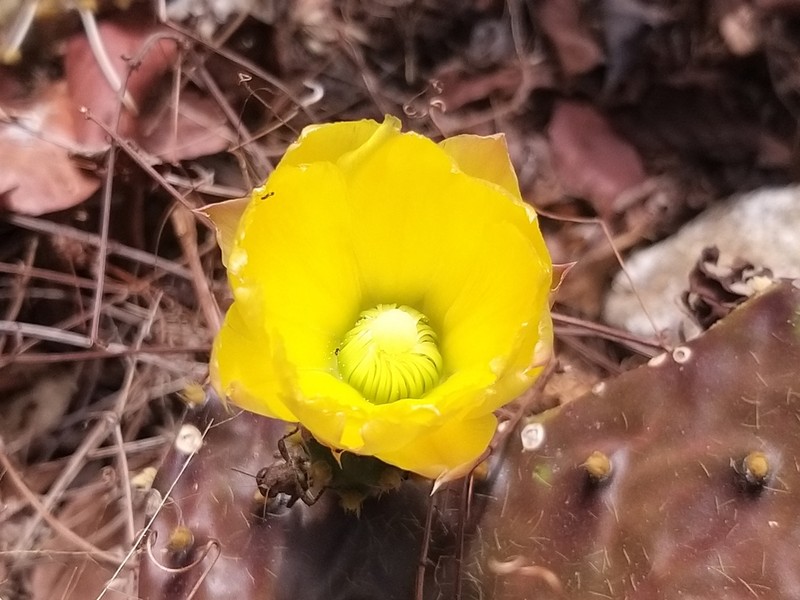 Opuntia bravoana photo 6