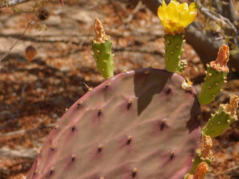 Opuntia bravoana photo 7