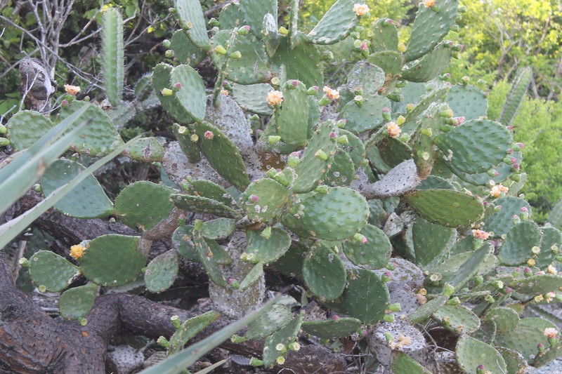 Opuntia bravoana photo 8