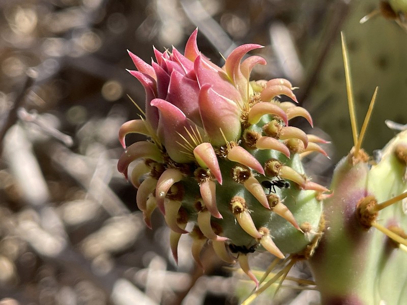 Opuntia caboensis