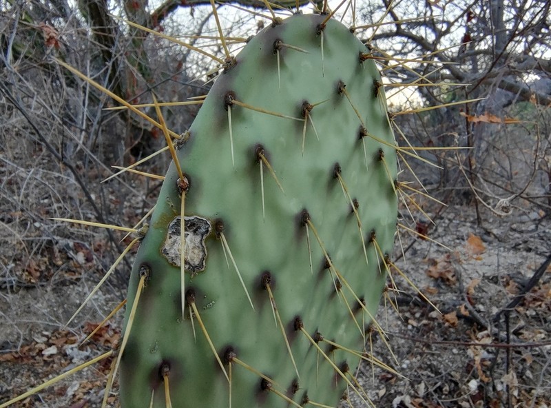 Opuntia caboensis photo 2