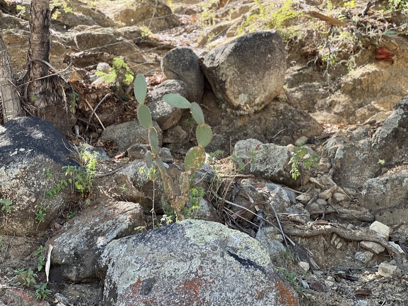 Opuntia caboensis photo 3