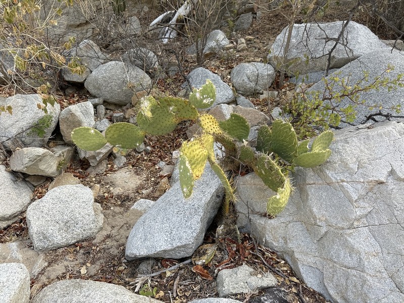 Opuntia caboensis photo 4