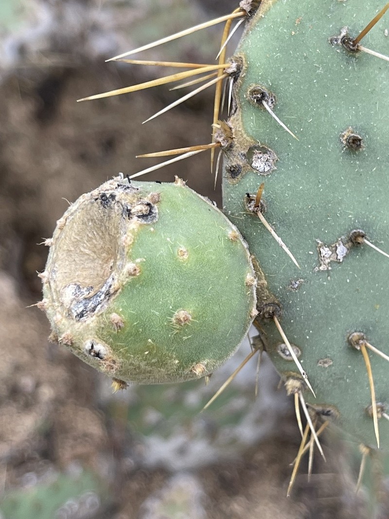 Opuntia caboensis photo 5