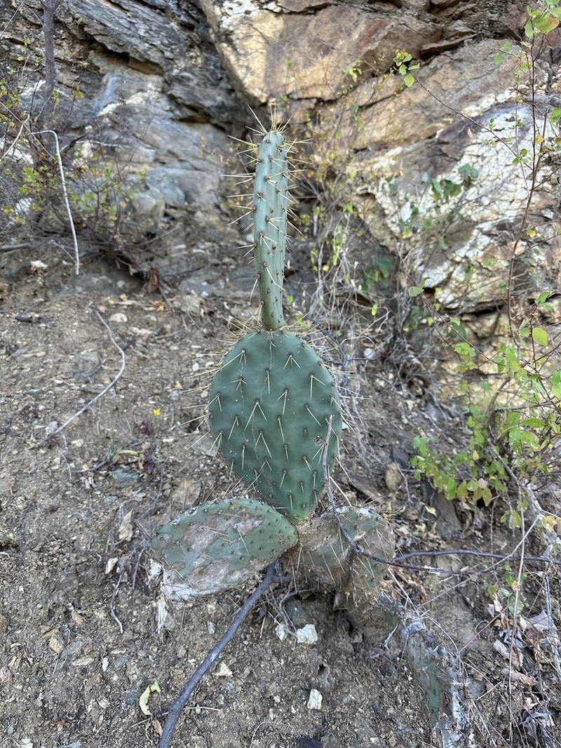 Opuntia caboensis photo 6
