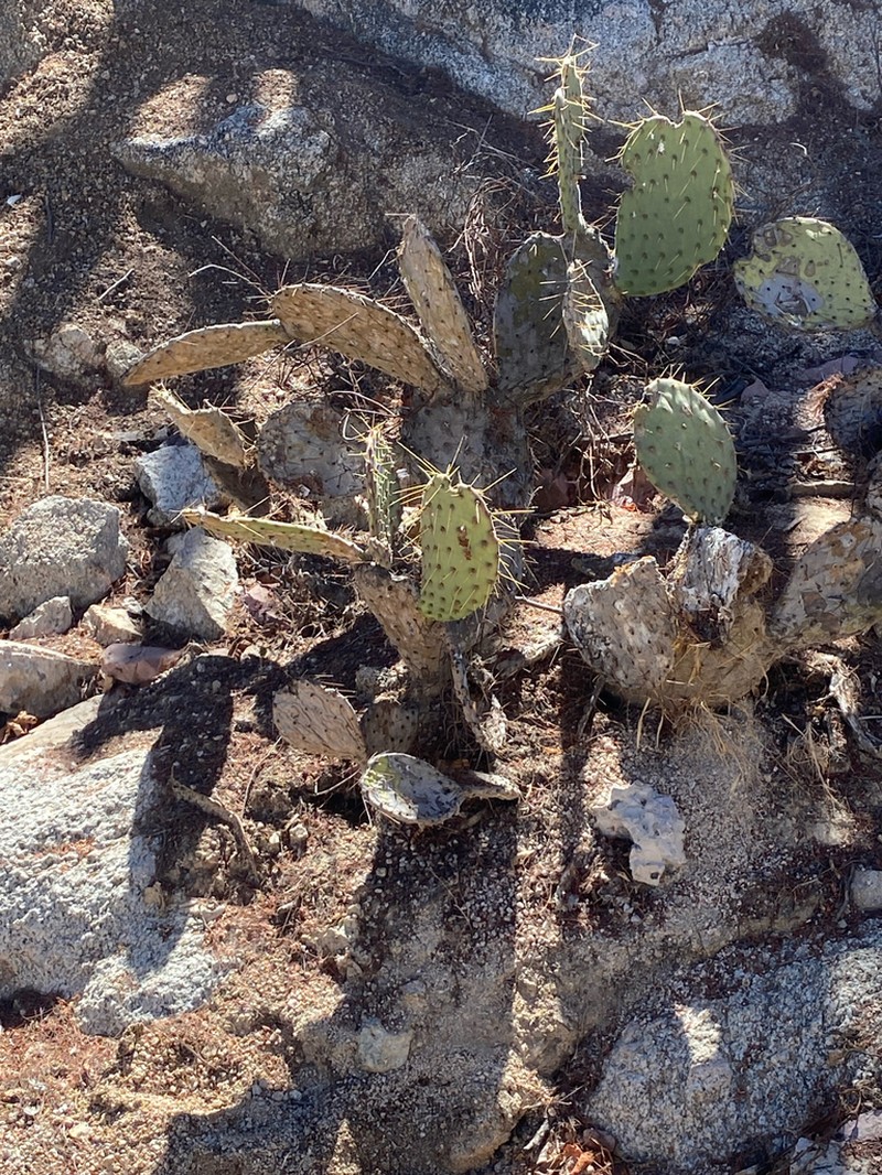 Opuntia caboensis photo 7
