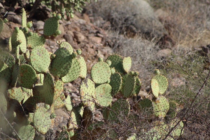Opuntia caboensis photo 8
