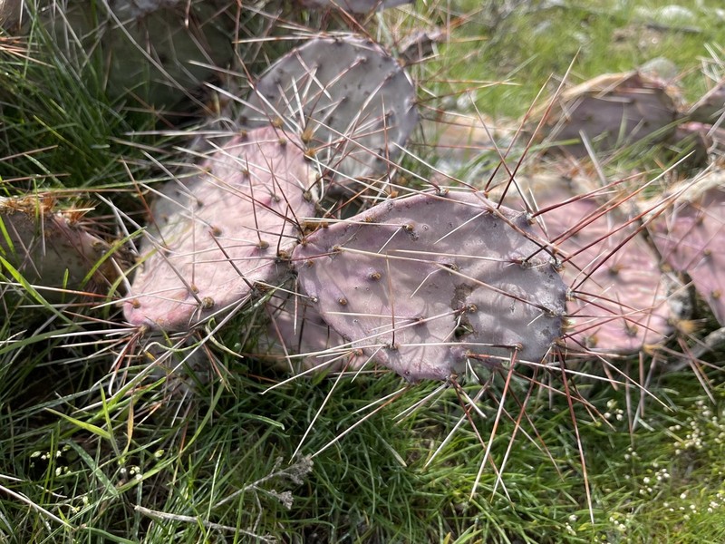 Tulip Pricklypear