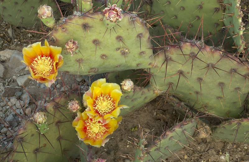 Tulip Pricklypear photo 2