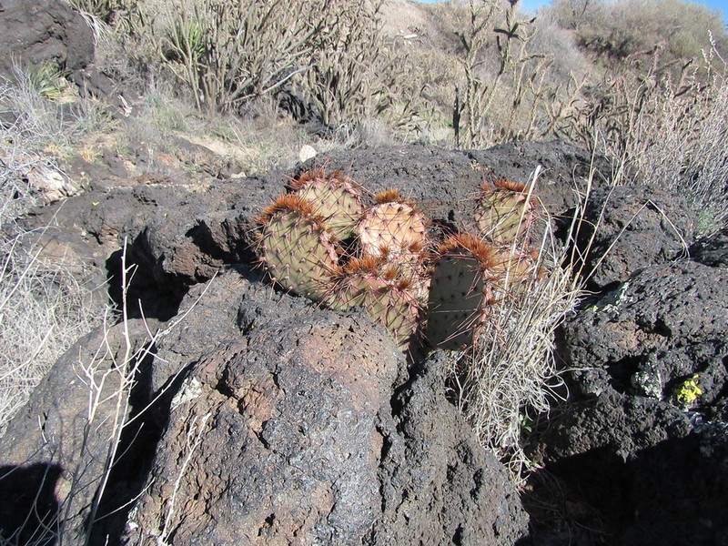 Tulip Pricklypear photo 3