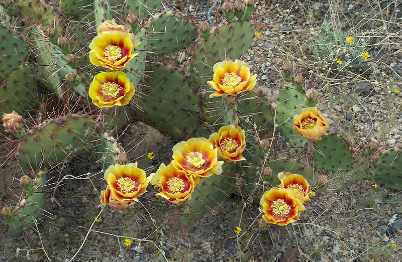 Tulip Pricklypear photo 4