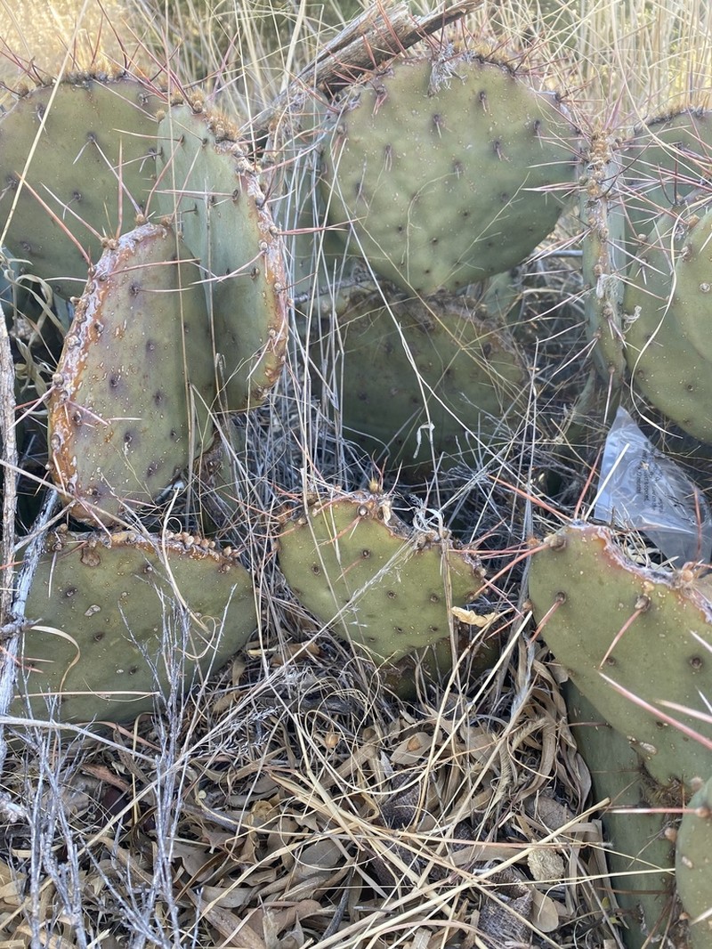 Tulip Pricklypear photo 5