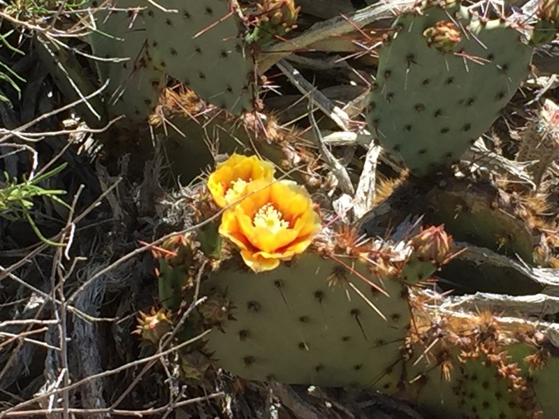Tulip Pricklypear photo 6