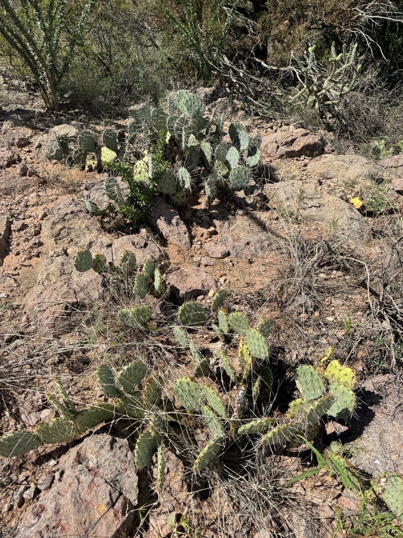 Tulip Pricklypear photo 7