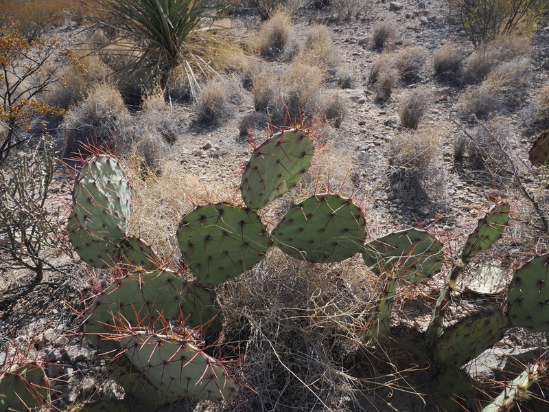 Tulip Pricklypear photo 8