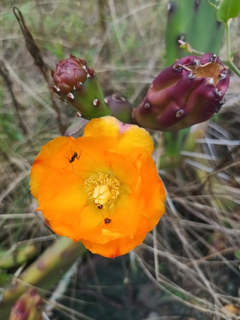 Opuntia canterae