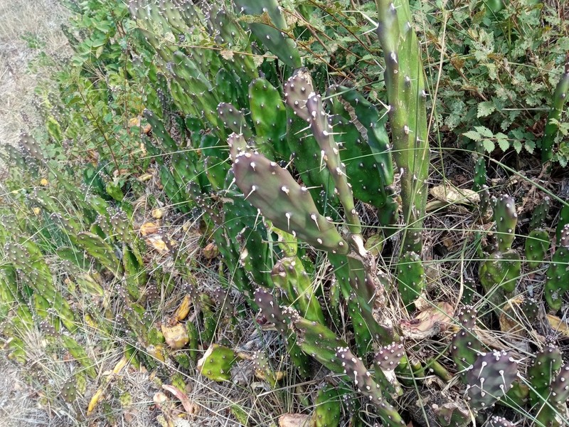 Opuntia canterae photo 2