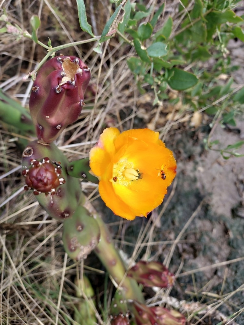 Opuntia canterae photo 3