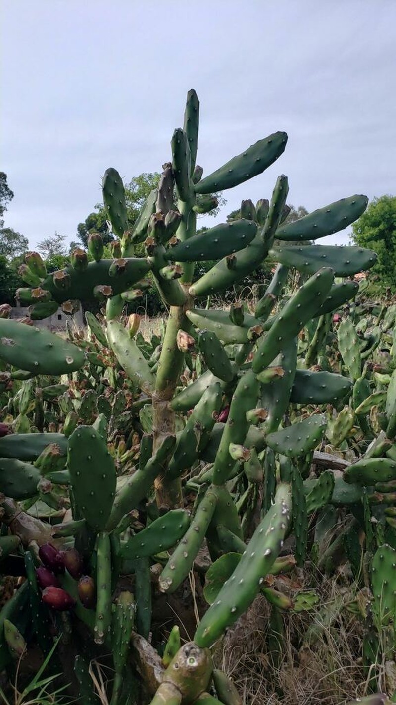 Opuntia canterae photo 4