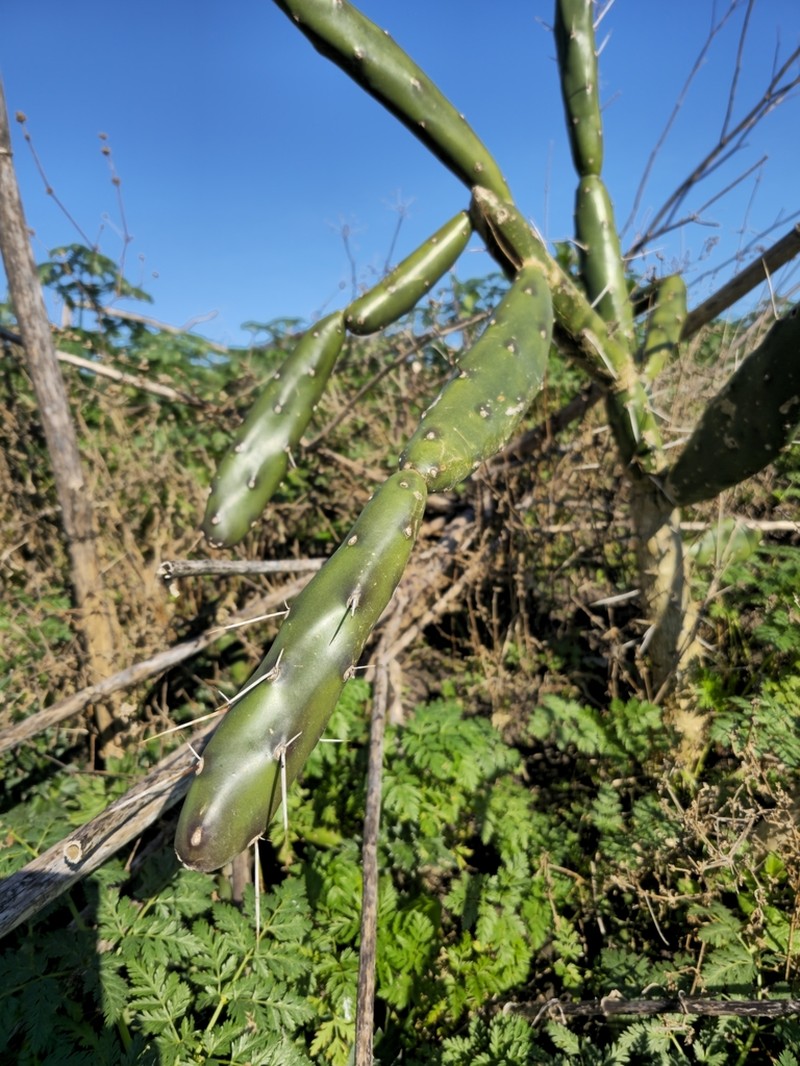 Opuntia canterae photo 5
