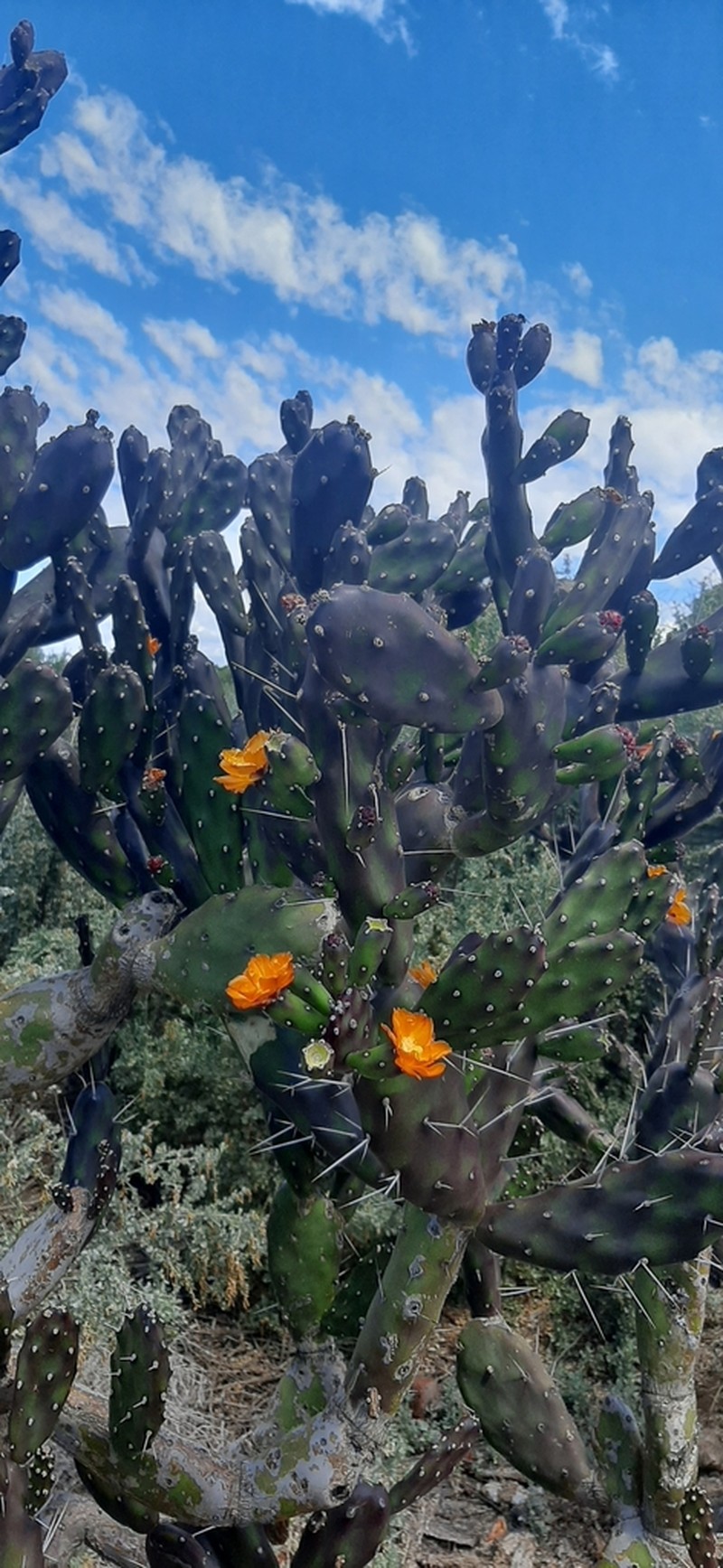 Opuntia canterae photo 6