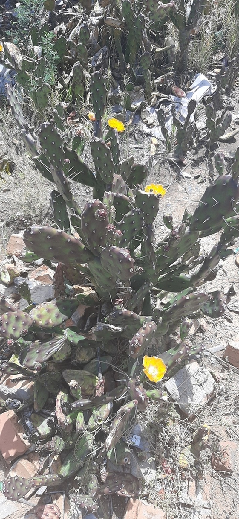 Opuntia canterae photo 7