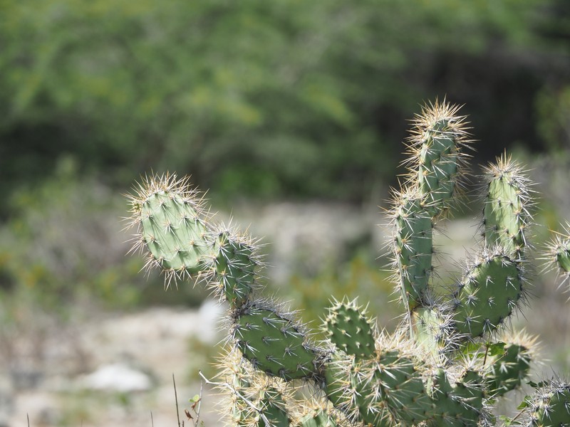 Opuntia caracassana