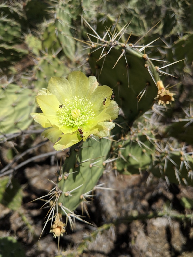 Opuntia caracassana photo 2