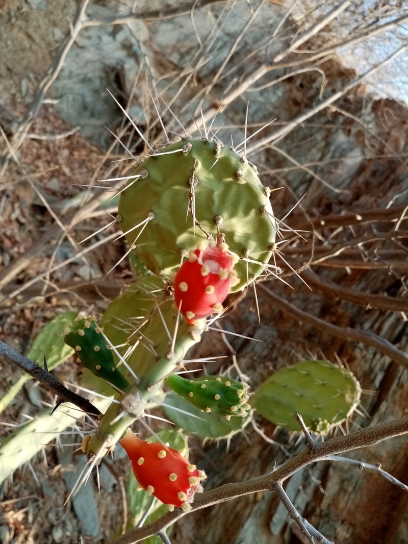 Opuntia caracassana photo 3
