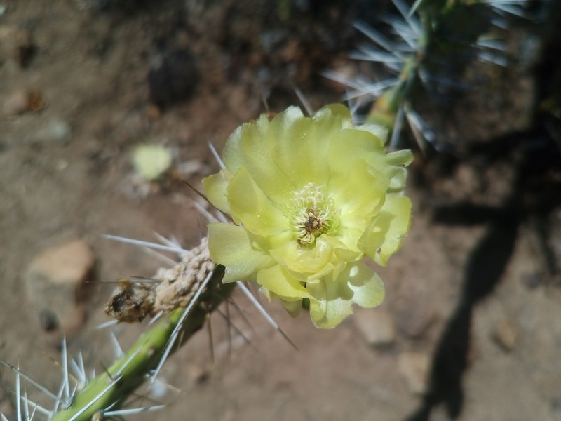 Opuntia caracassana photo 4