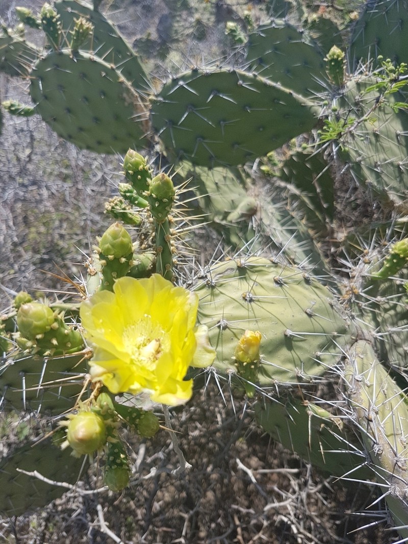 Opuntia caracassana photo 5