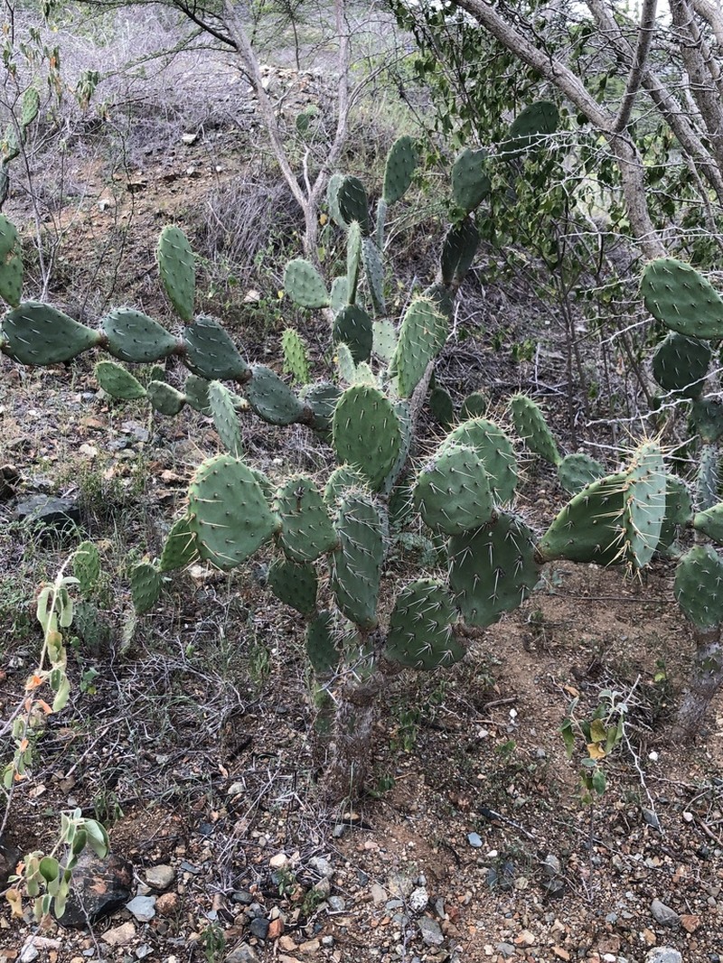 Opuntia caracassana photo 6