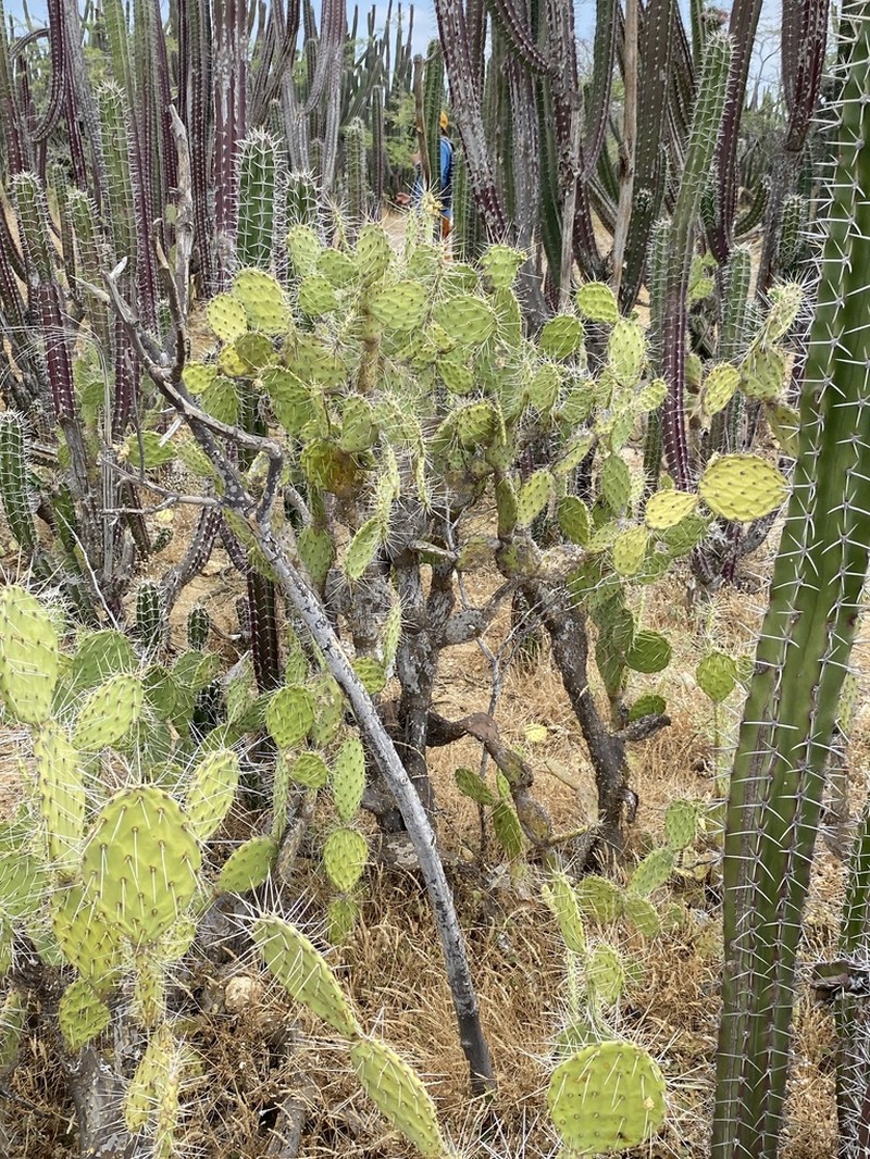 Opuntia caracassana photo 7