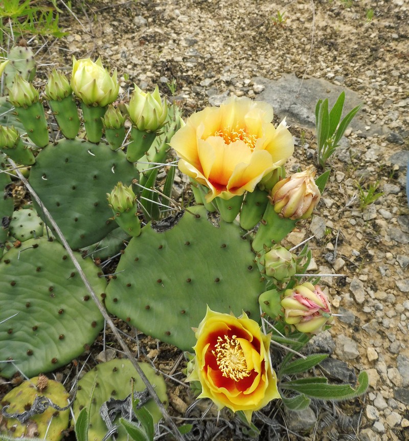 Opuntia cespitosa