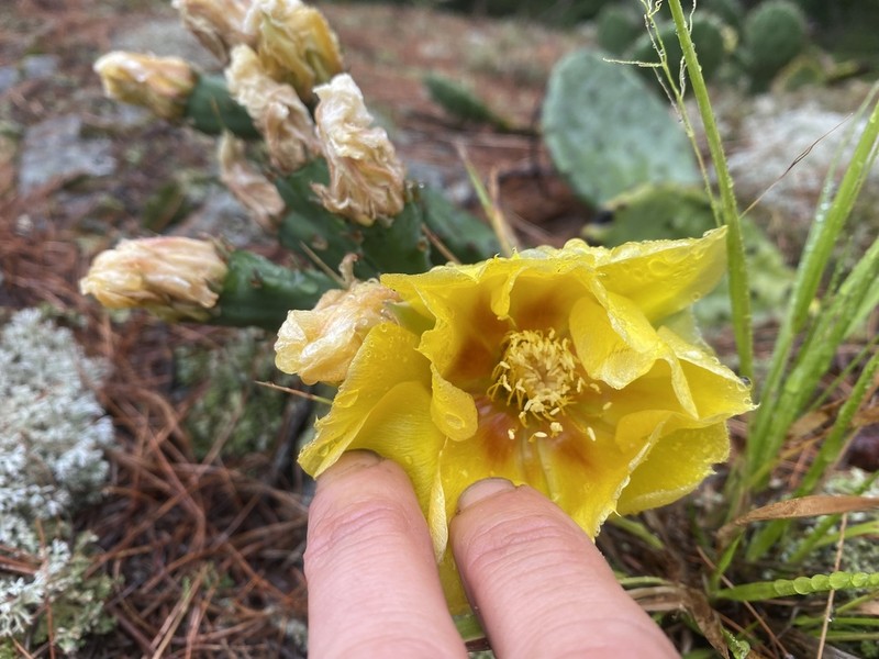 Opuntia cespitosa photo 2
