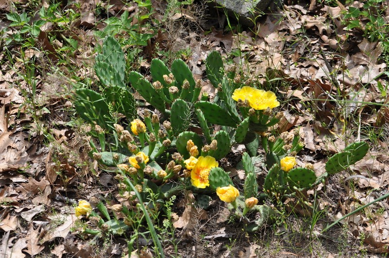 Opuntia cespitosa photo 3