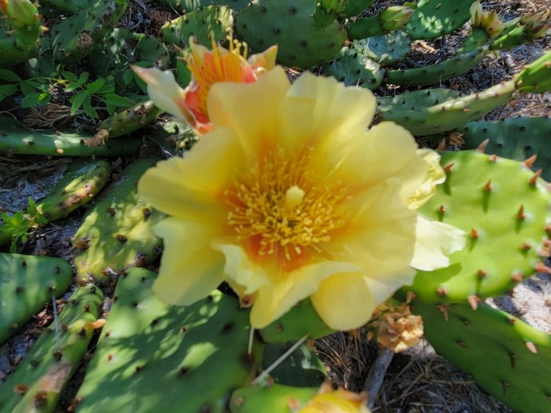 Opuntia cespitosa photo 4