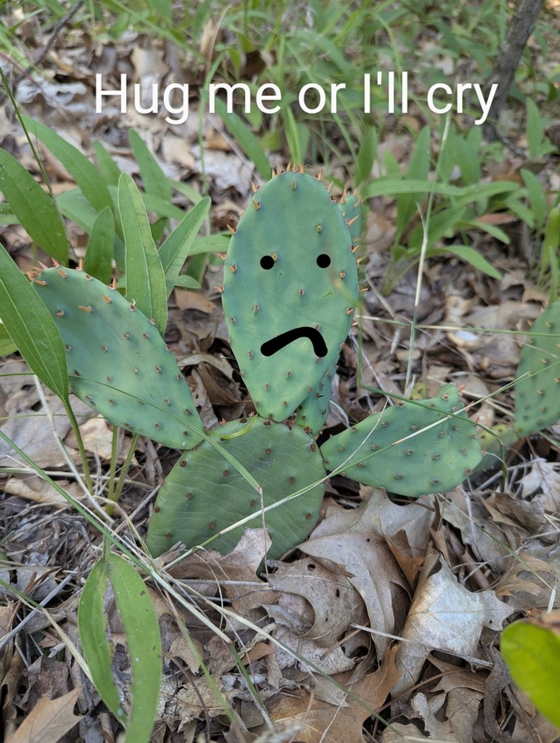 Opuntia cespitosa photo 5