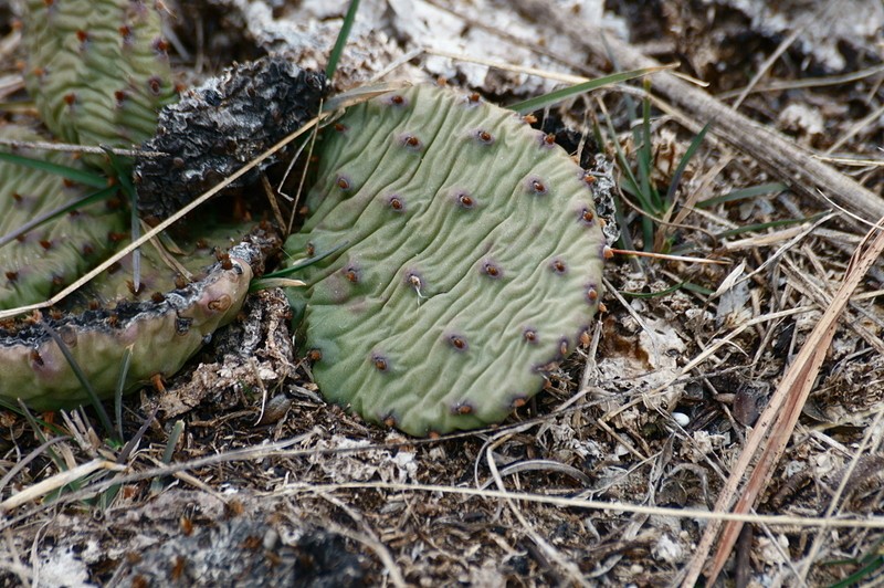 Opuntia cespitosa photo 6